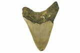 Serrated, Fossil Megalodon Tooth - North Carolina #295378-1